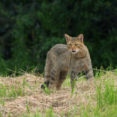 Ako gepard