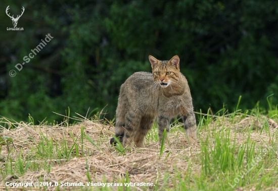 Ako gepard