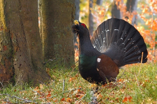 Tetrov hlucháň (Tetrao urogallus)