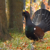 Tetrov hlucháň (Tetrao urogallus)
