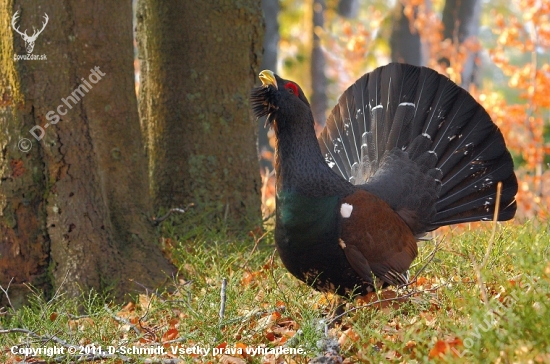Tetrov hlucháň (Tetrao urogallus)