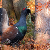 Tetrov hlucháň (Tetrao urogallus)