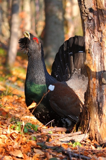 Tetrov hlucháň (Tetrao urogallus)