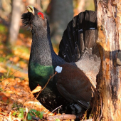 Tetrov hlucháň (Tetrao urogallus)