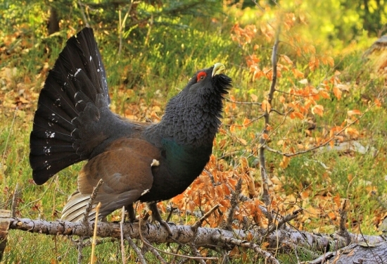Tetrov hlucháň (Tetrao urogallus)