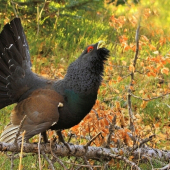 Tetrov hlucháň (Tetrao urogallus)