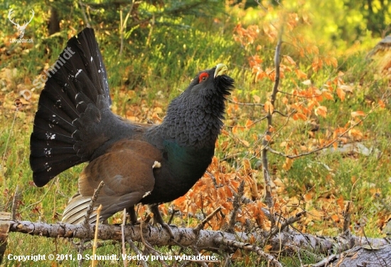 Tetrov hlucháň (Tetrao urogallus)