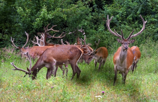 Niečo sa mu nezdalo