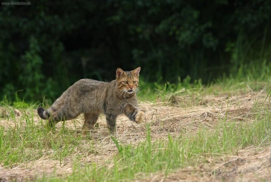 Pomaličky-potichúčky