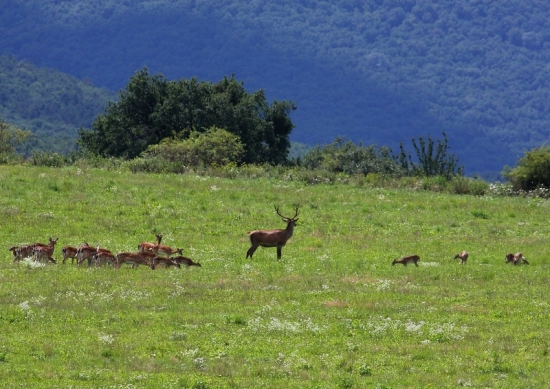 Bača a jeho ovečky