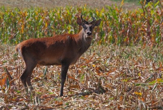 Nejako je na tom biedne