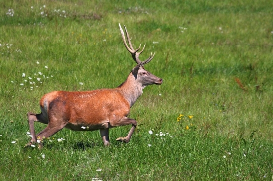 Takto si vykračoval