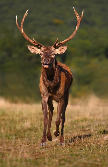 Skoro ma prevalcoval