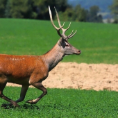 Šabliar