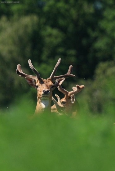 Čo sa to k nám plazí