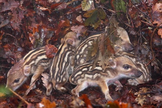 Vianočné prasiatka