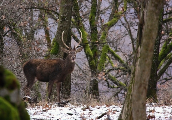 Vedel,že nemám pušku
