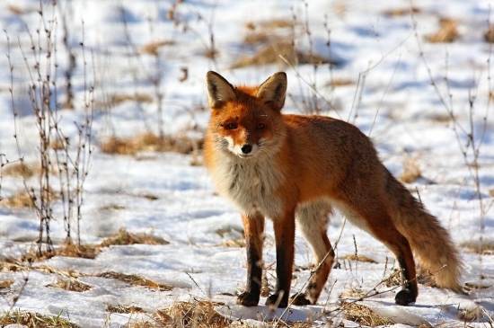 Ešte jedna hrdzavá