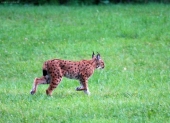 Rys ostrovid - Lynx lynx -niečo z archívu