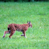 Rys ostrovid - Lynx lynx -niečo z archívu