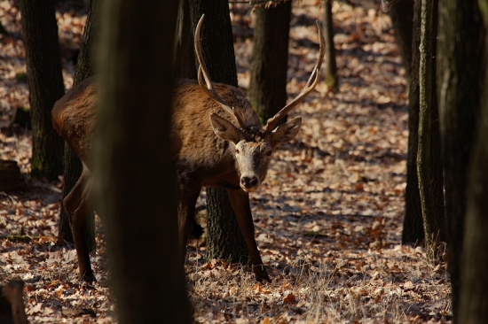 Pozerám či si to ty