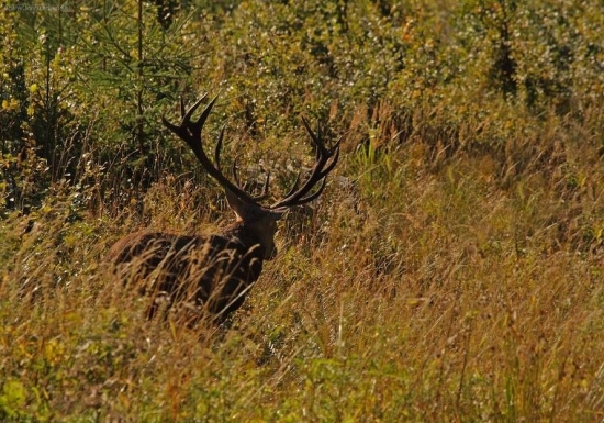 Spomienka na ruju 2007-IV