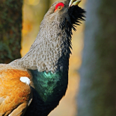 Tetrao urogallus