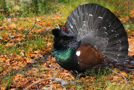 Tetrov hlucháň-Tetrao urogallus