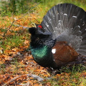 Tetrov hlucháň-Tetrao urogallus