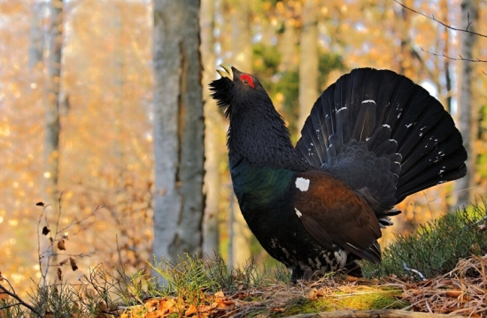 Tetrov hlucháň-Tetrao urogallus