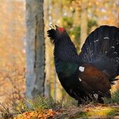 Tetrov hlucháň-Tetrao urogallus