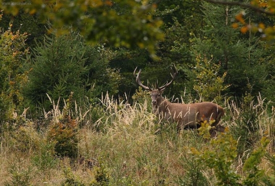 Spomienka na ruju 2007-I