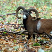 Baran