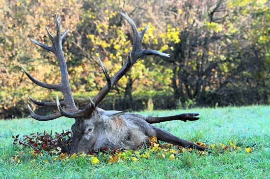 Kráľ Tribča -238,08