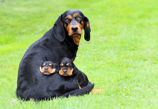 Céline z Osečného