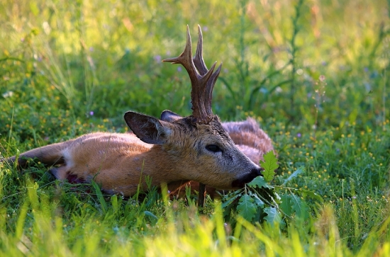 Gustíkov trochu inak