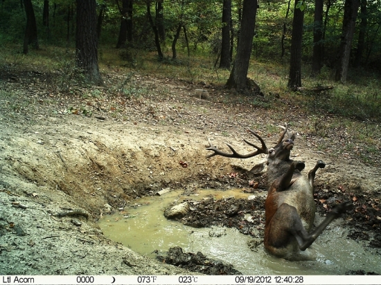 Obedňajší kúpeľ