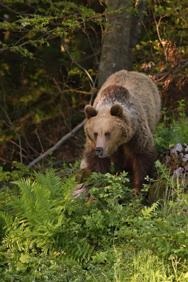 Medveď hnedý (Ursus arctos)