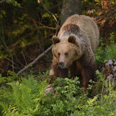 Medveď hnedý (Ursus arctos)
