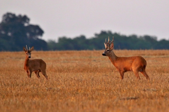 Prišli naraz aj dvaja a srnka nikde