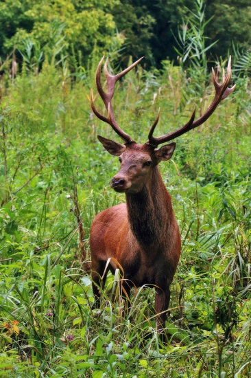 Načúval čo je to za zvuk