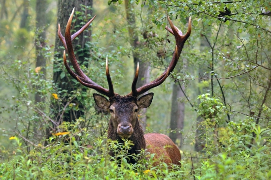Zastal oproti mne cez cestu