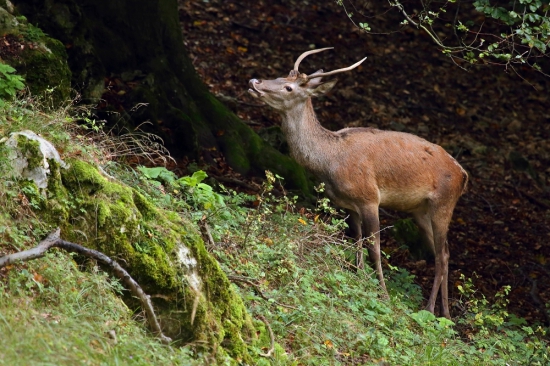 Dnešný špicáčik