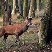 Spozornel