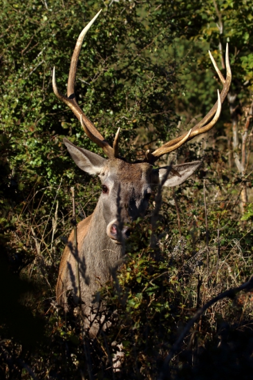 Prišiel rovno ku mne