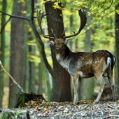 Pomaly to začína