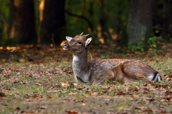 Najväčší lopatár
