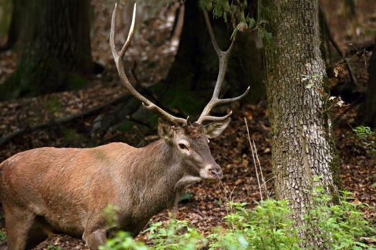 Prišiel si ma obzrieť