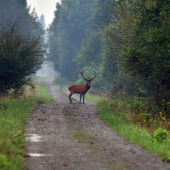 Stopár