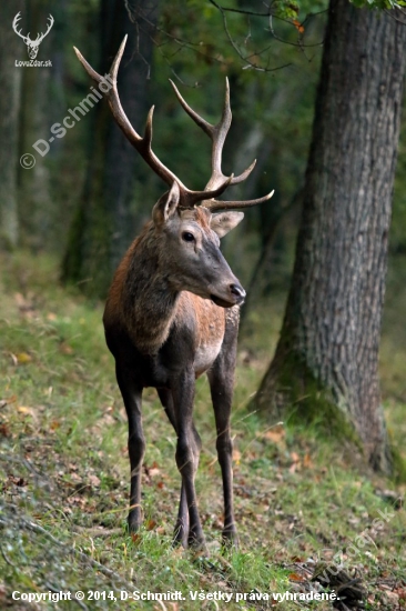 Osmorák